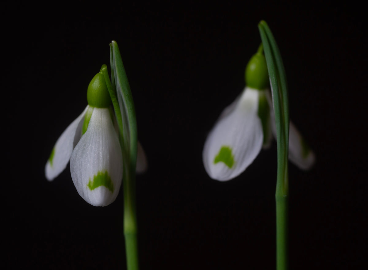 Galanthus plicatus 'The Wizard' snowdrop – photo 3