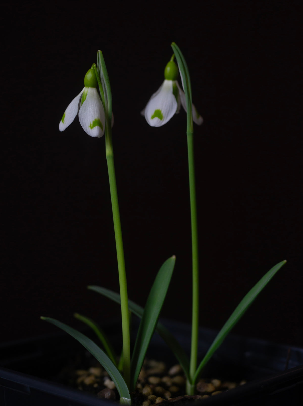 Galanthus plicatus 'The Wizard' snowdrop – photo 2