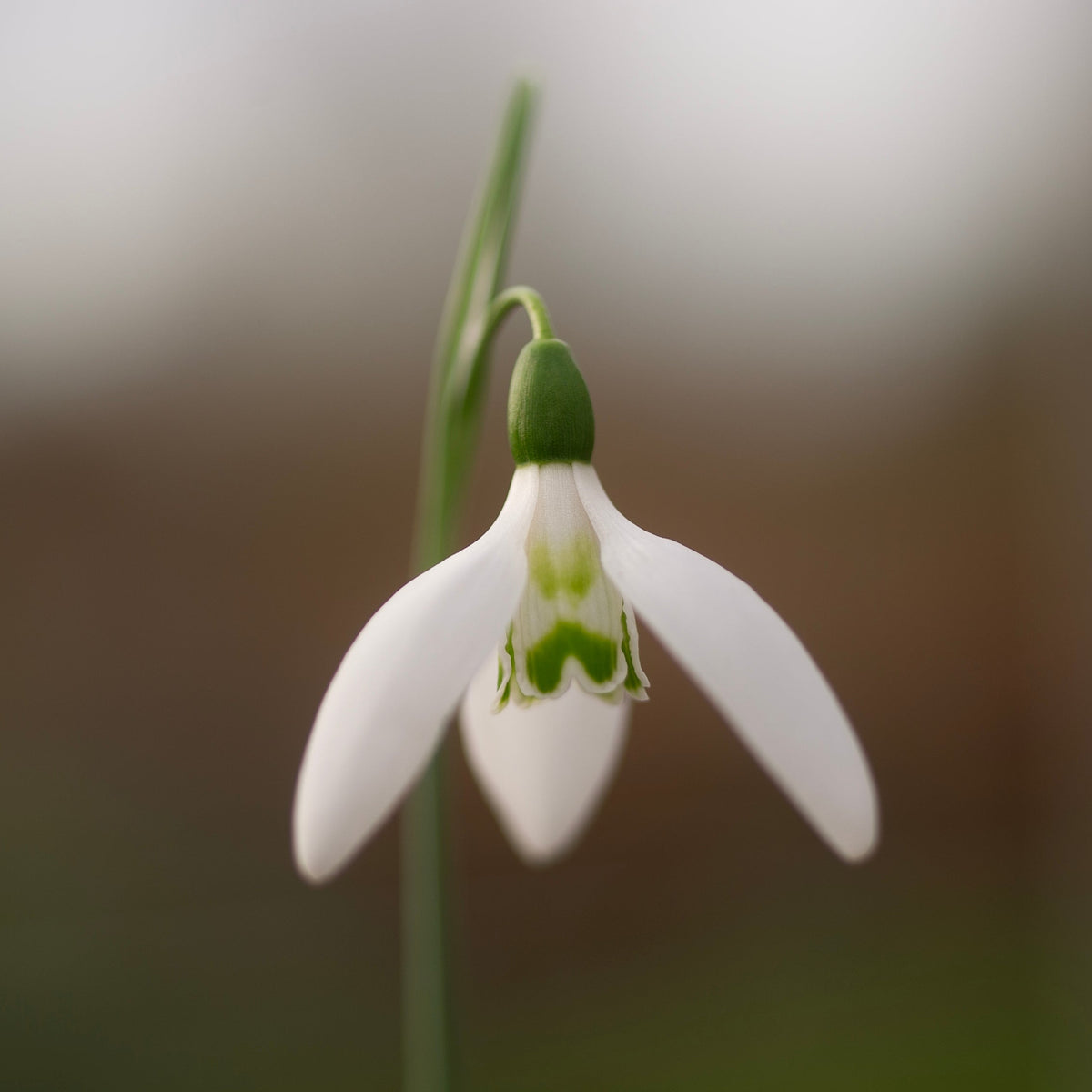 Galanthus nivalis 'Tiny Grouchy' snowdrop flower