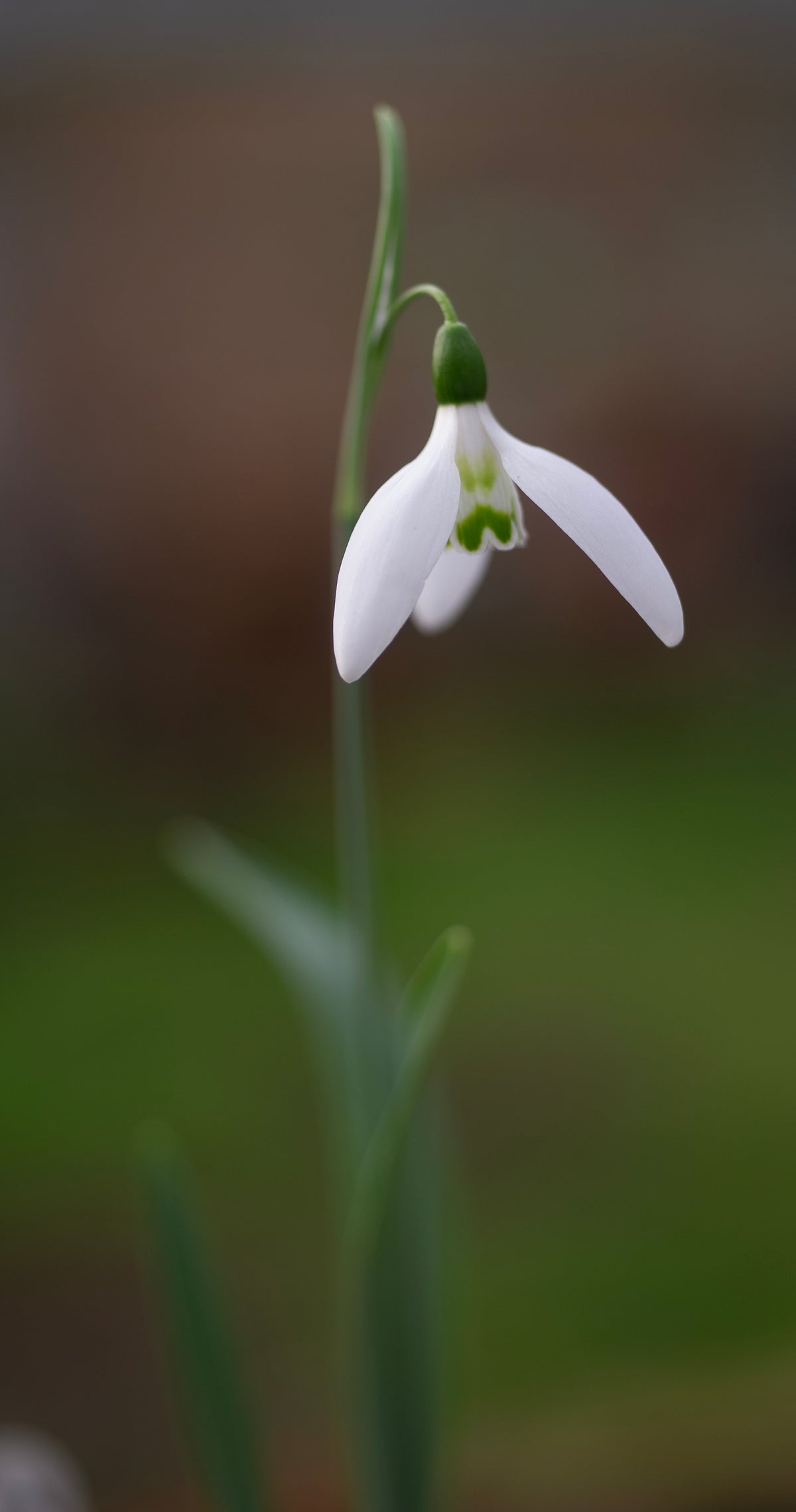 Galanthus nivalis 'Tiny Grouchy' snowdrop – photo 2