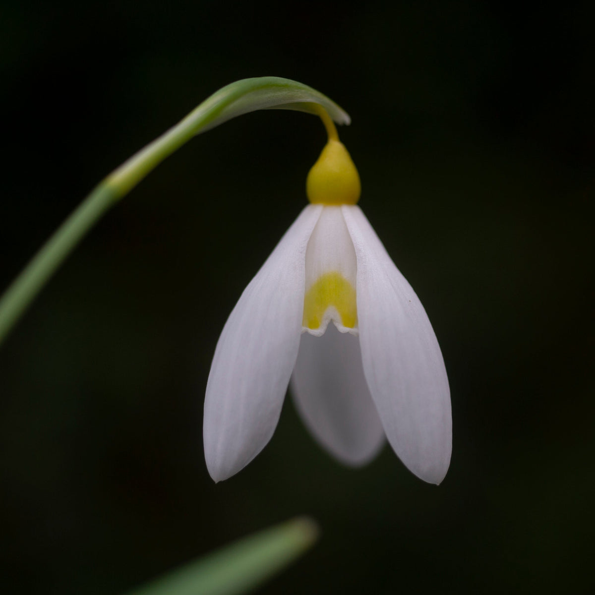 Galanthus 'Treasure Island' snowdrop flower