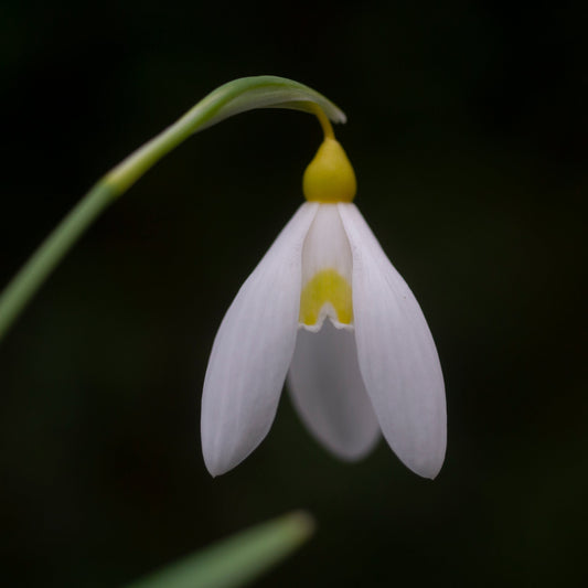 Galanthus 'Treasure Island' snowdrop flower