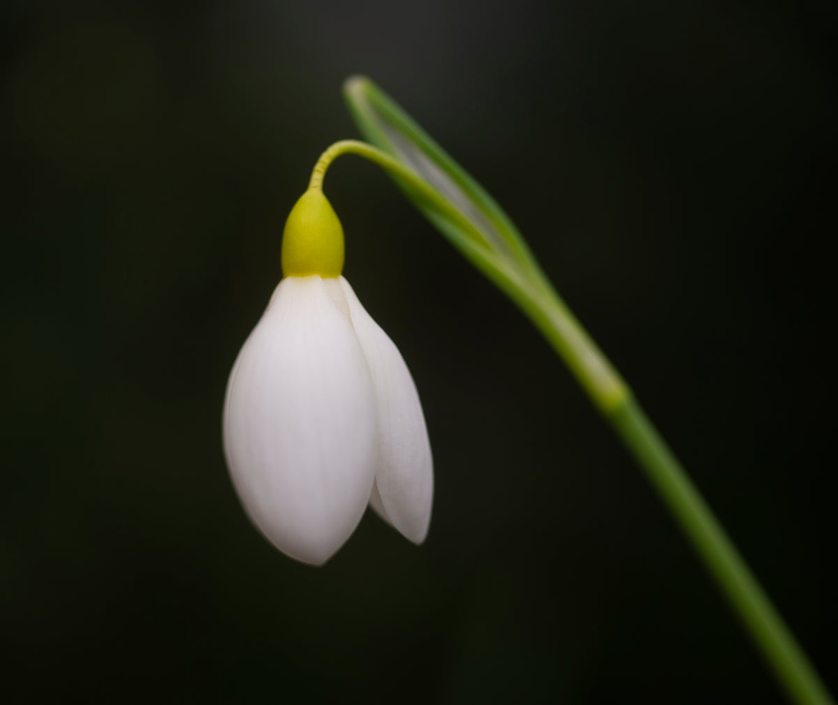 Galanthus 'Treasure Island' snowdrop – photo 2