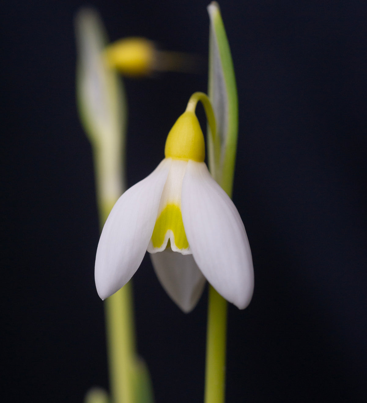 Galanthus 'Treasure Island' snowdrop – photo 3