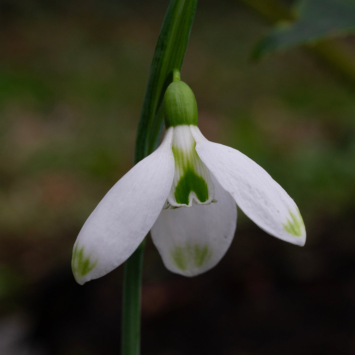 Galanthus plicatus 'Trinity' snowdrop flower