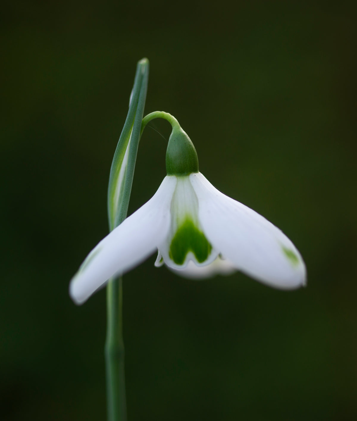 Galanthus 'Trumps' snowdrop – photo 3