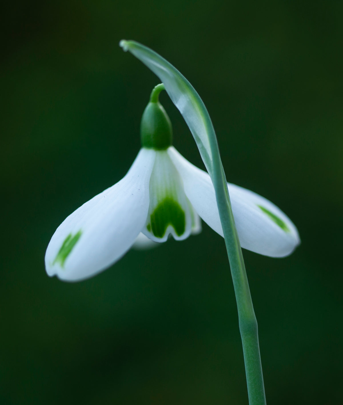 Galanthus 'Trumps' snowdrop – photo 8