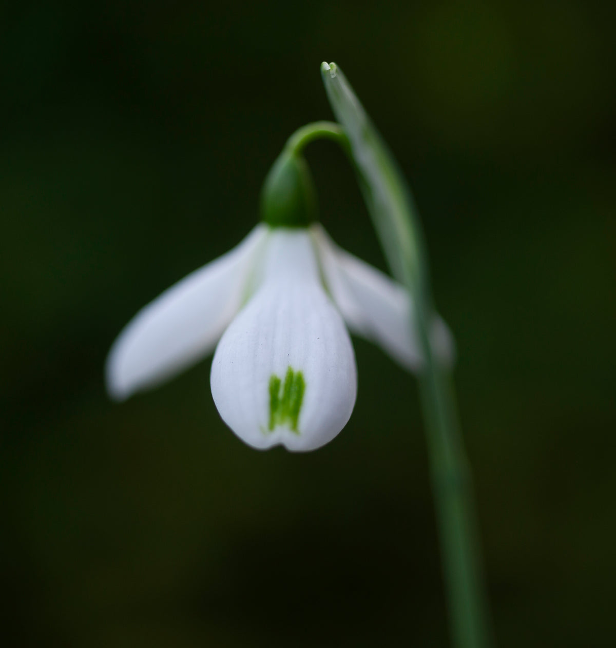 Galanthus 'Trumps' snowdrop – photo 6