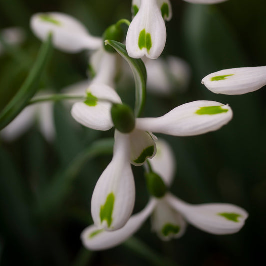 Galanthus 'Trumps' snowdrop flower