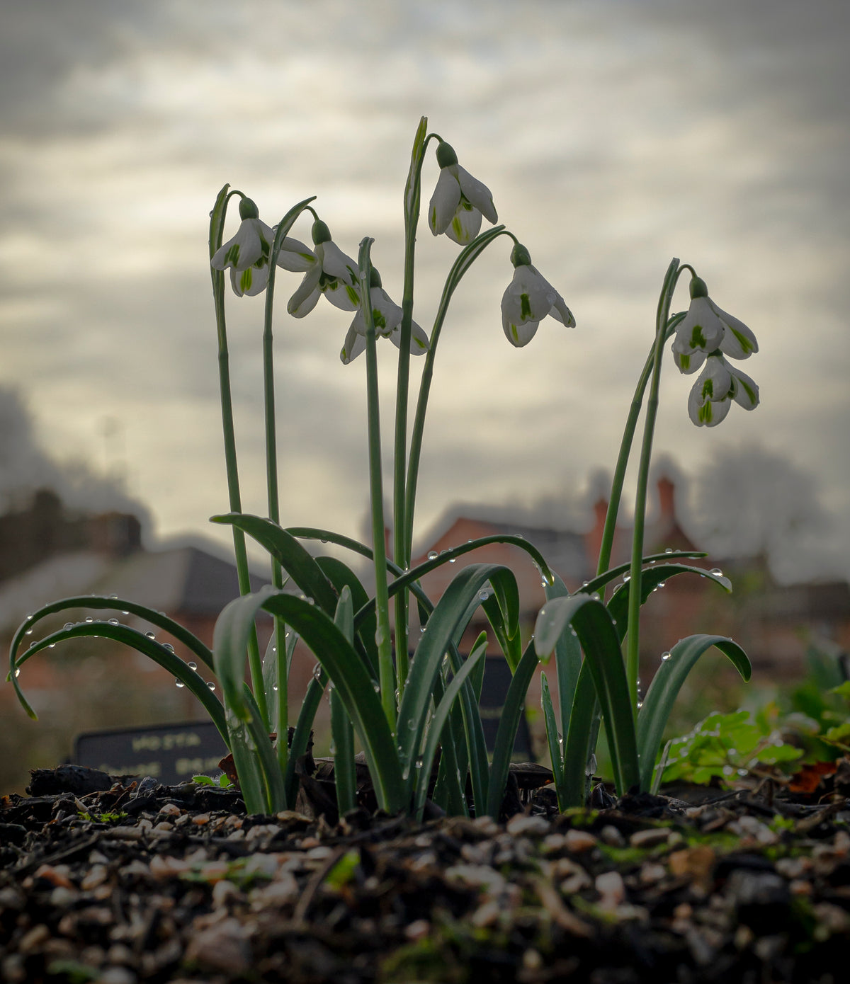 Galanthus 'Trumps' snowdrop – photo 4