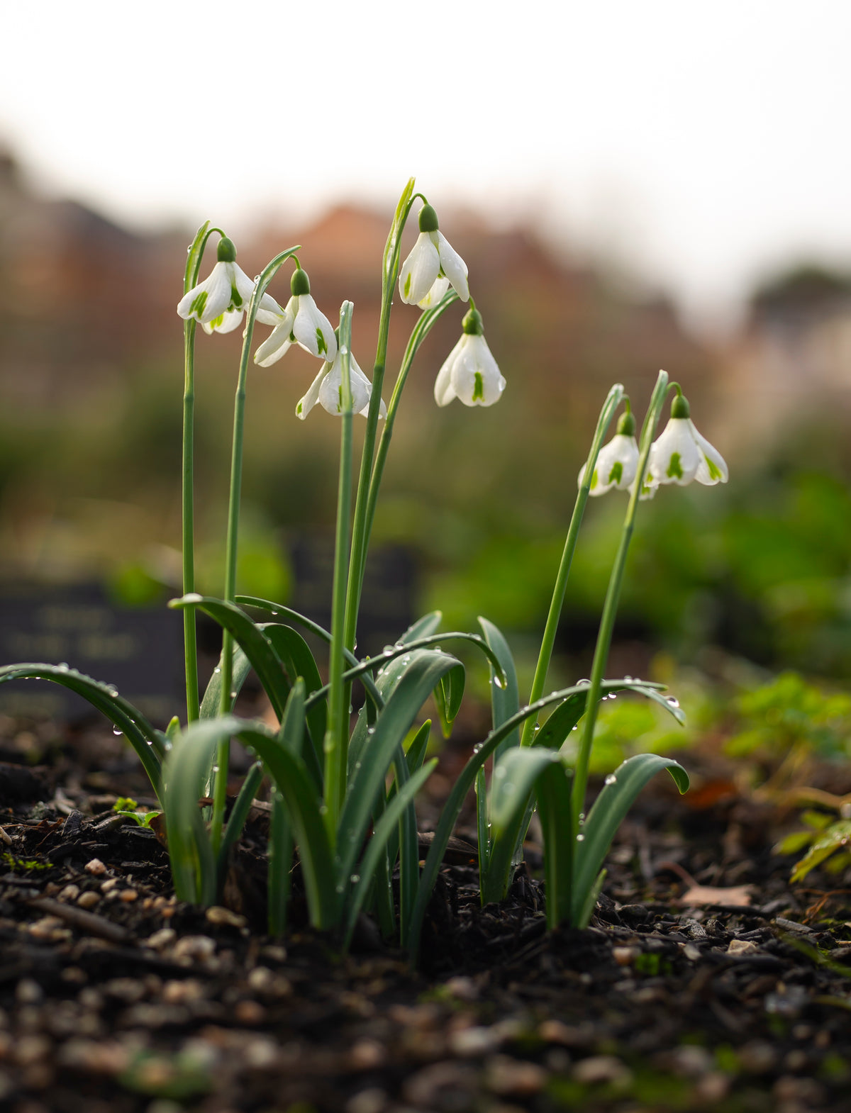 Galanthus 'Trumps' snowdrop – photo 5