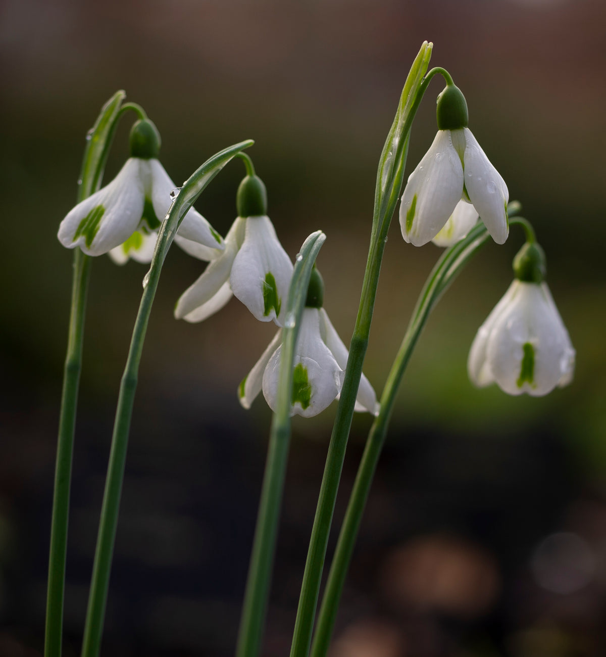 Galanthus 'Trumps' snowdrop – photo 7
