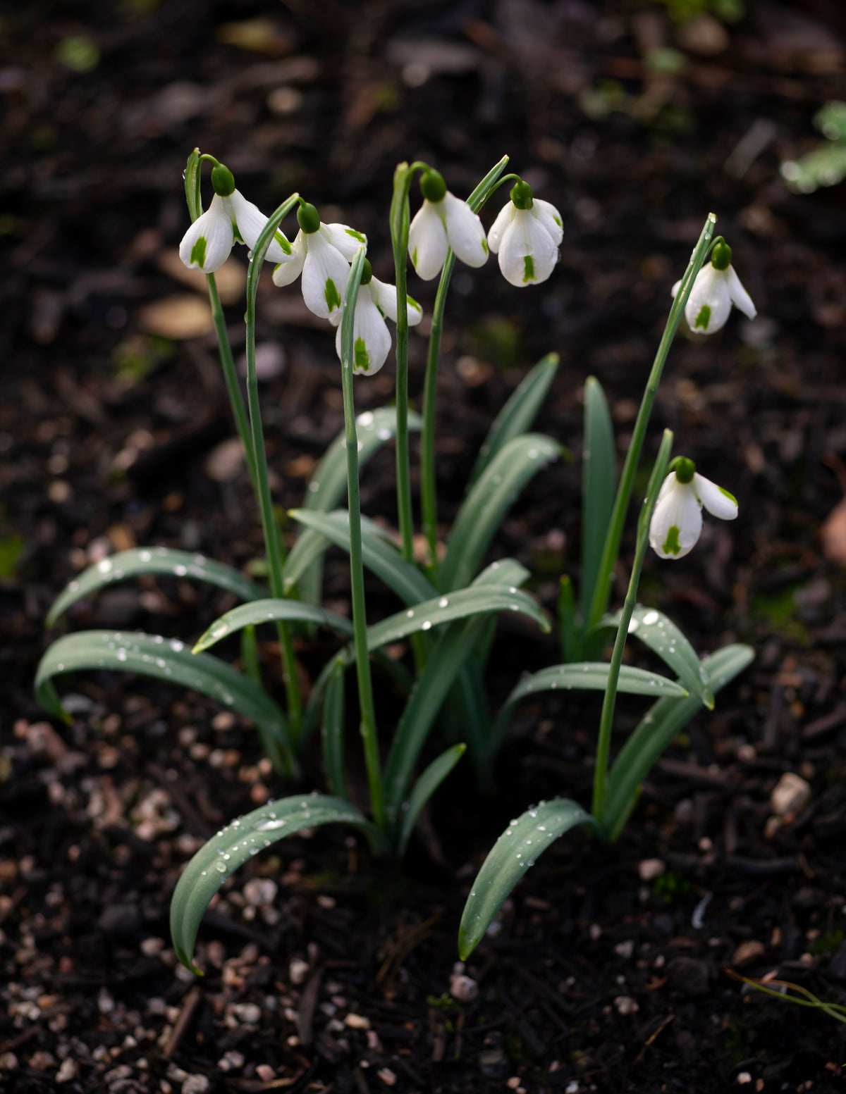 Galanthus 'Trumps' snowdrop – photo 9