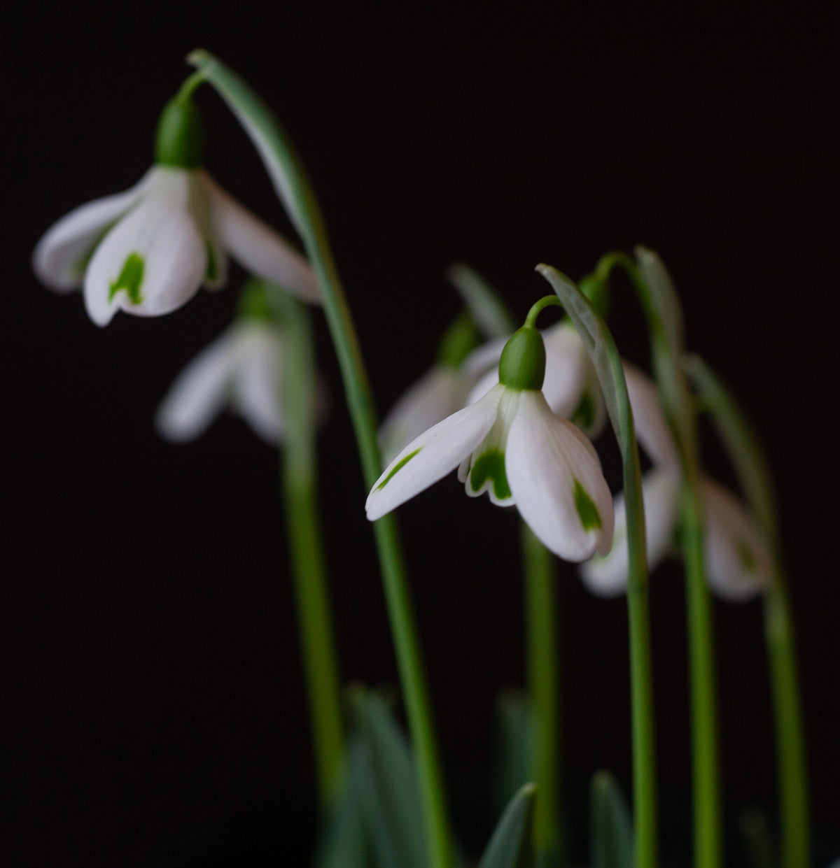 Galanthus 'Trumps' snowdrop – photo 2