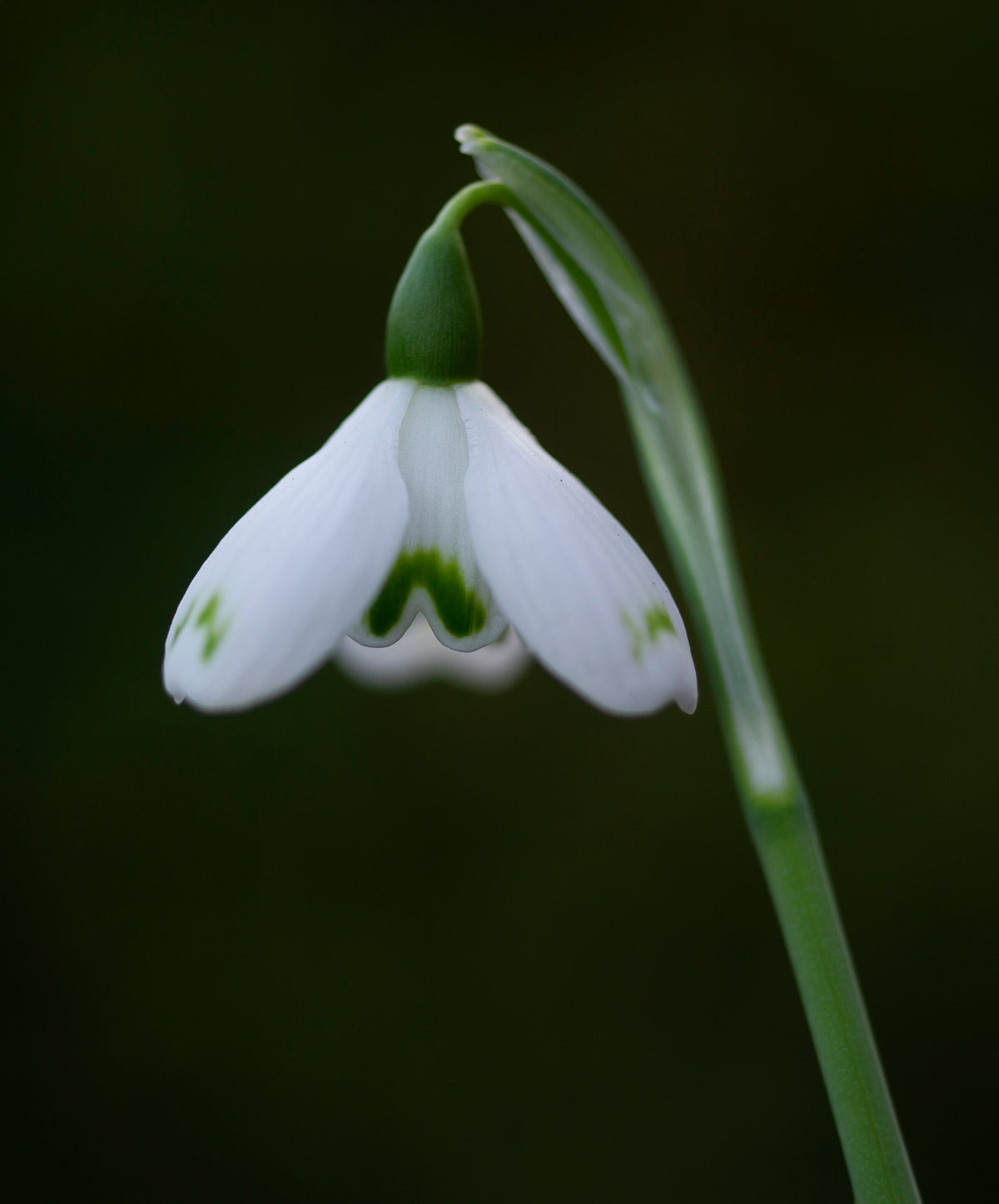 Galanthus 'Trym Baby' snowdrop – photo 4