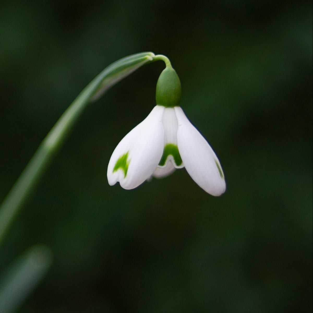 Galanthus 'Trym Baby' snowdrop flower