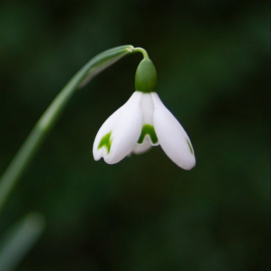 Galanthus 'Trym Baby' snowdrop flower