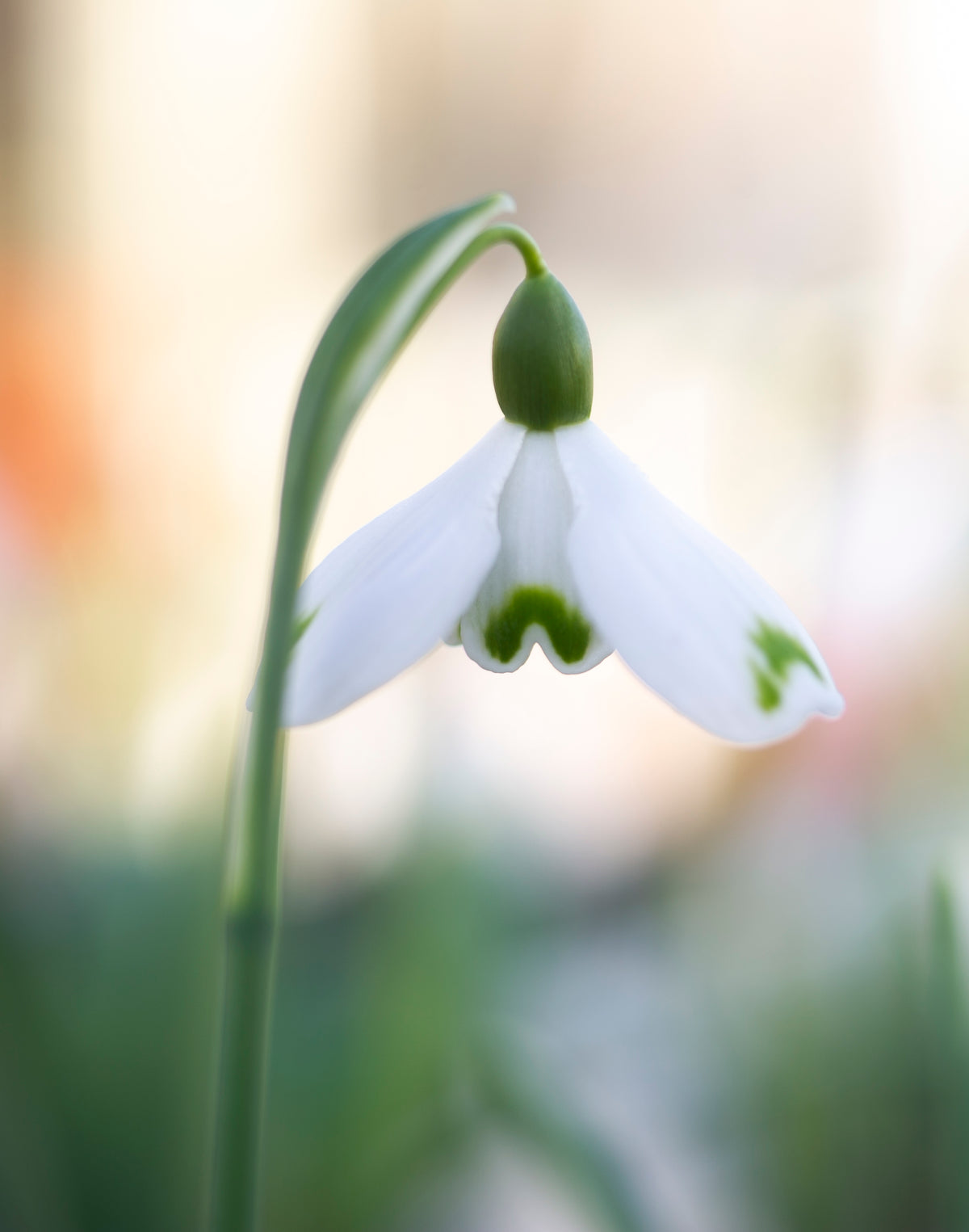 Galanthus 'Trym Baby' snowdrop – photo 5