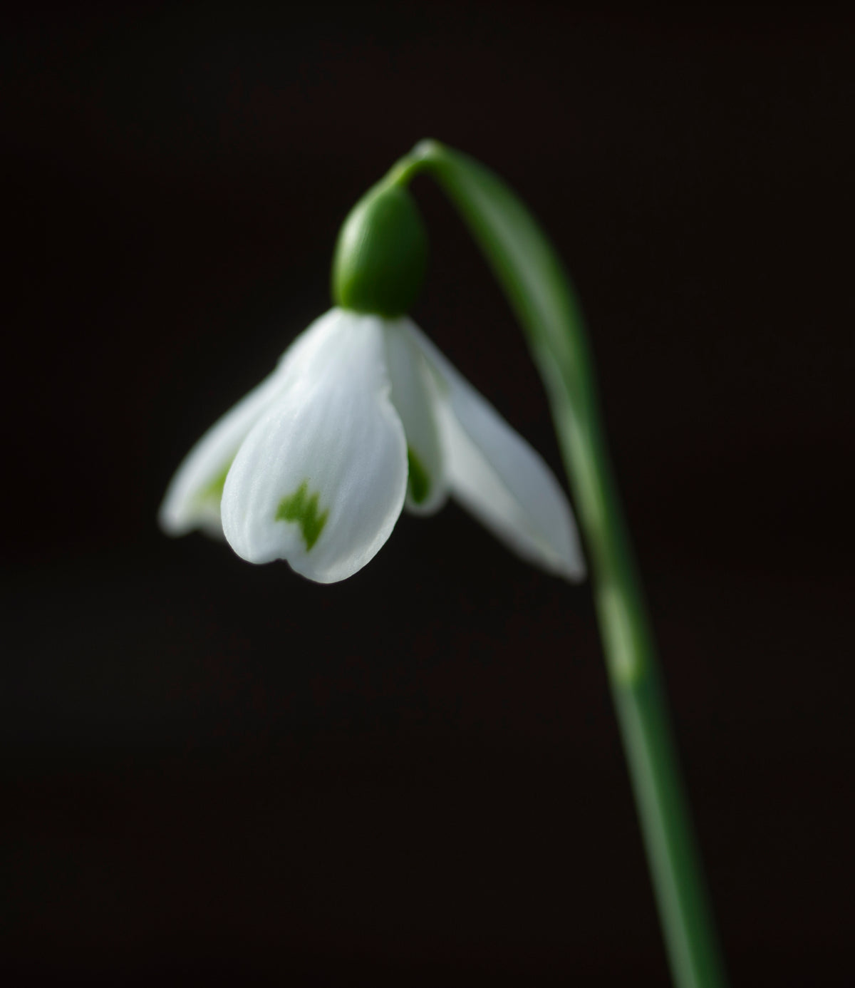 Galanthus 'Trym Baby' snowdrop – photo 6