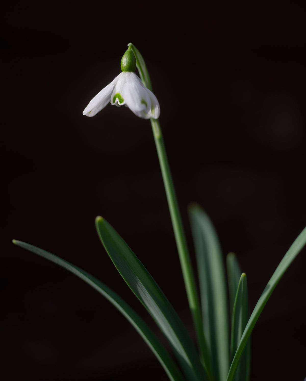 Galanthus 'Trym Baby' snowdrop – photo 2