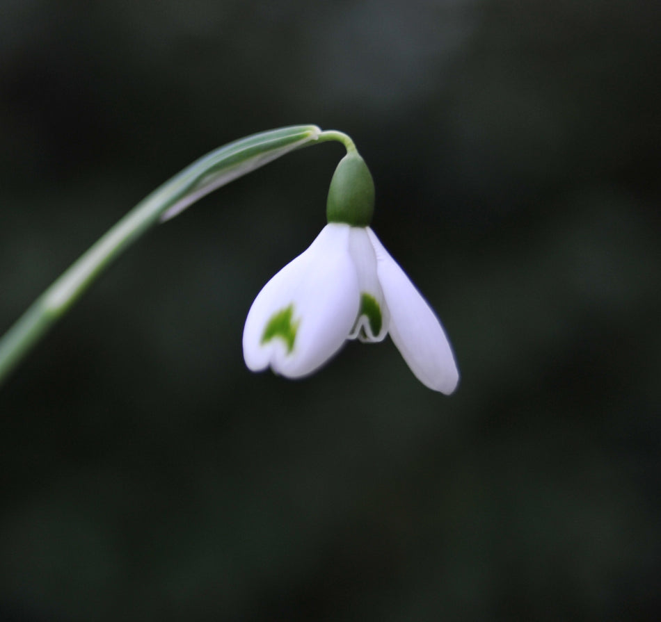 Galanthus 'Trym Baby' snowdrop – photo 3