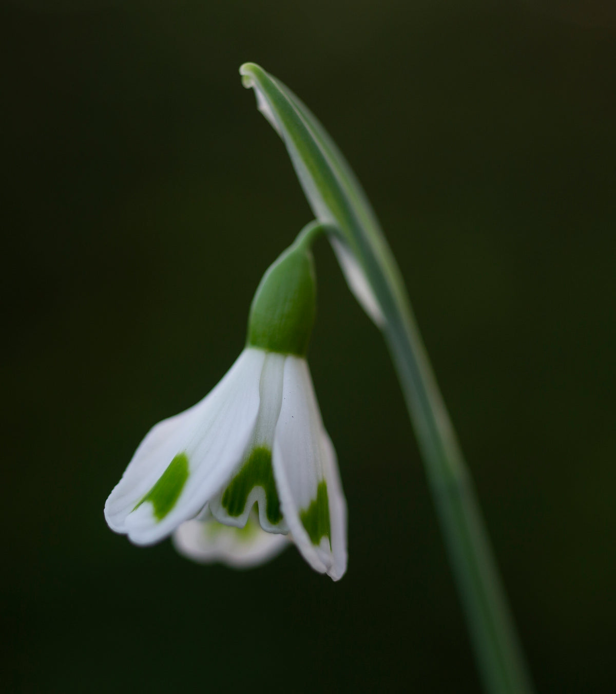 Galanthus 'Trympostor' snowdrop – photo 4