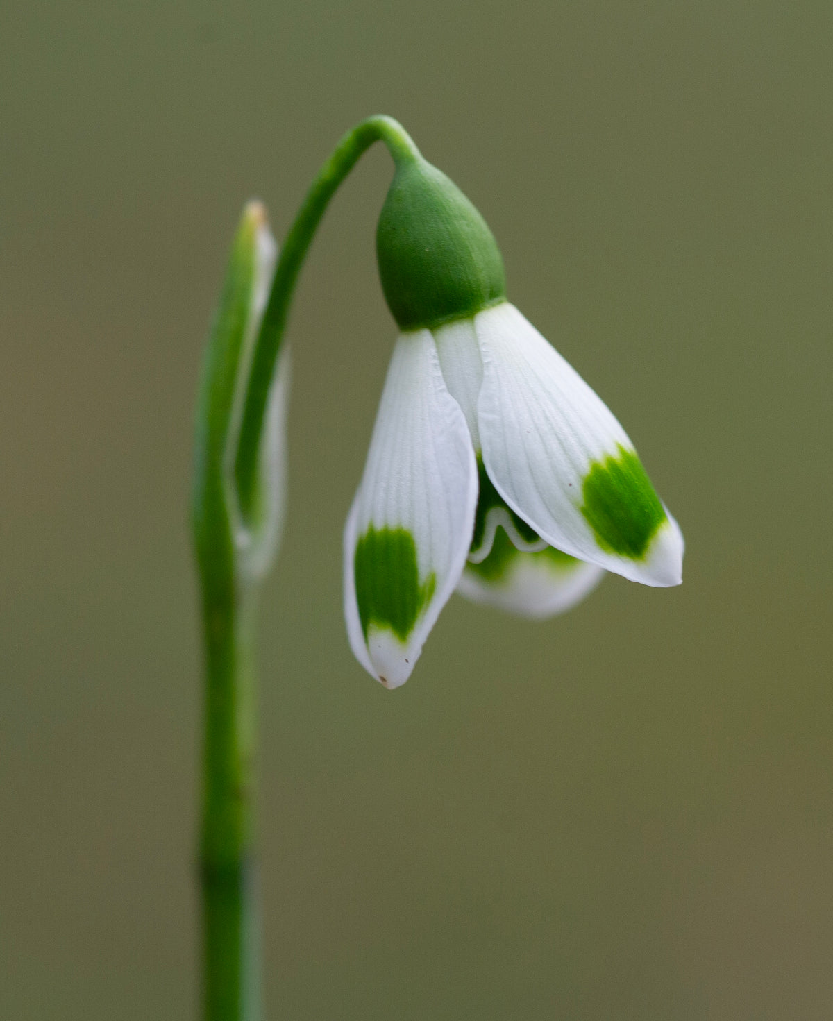 Galanthus 'Turncoat' snowdrop – photo 3