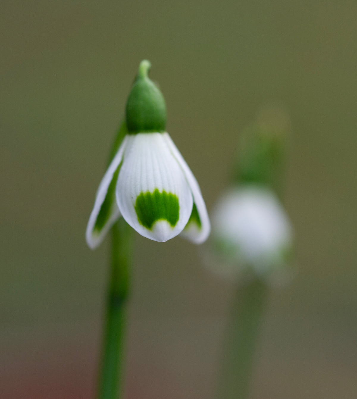 Galanthus 'Turncoat' snowdrop – photo 2