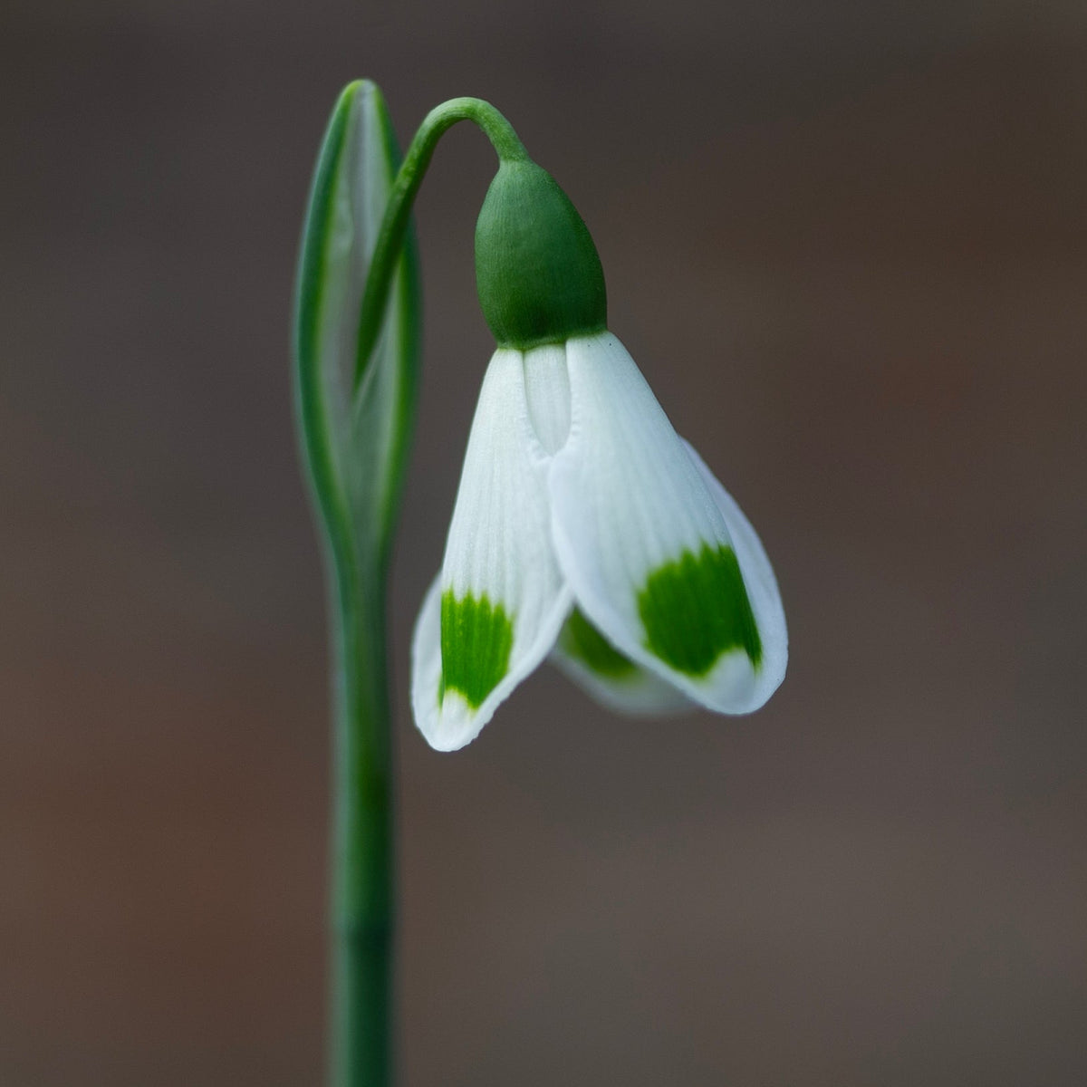Galanthus 'Turncoat' snowdrop flower