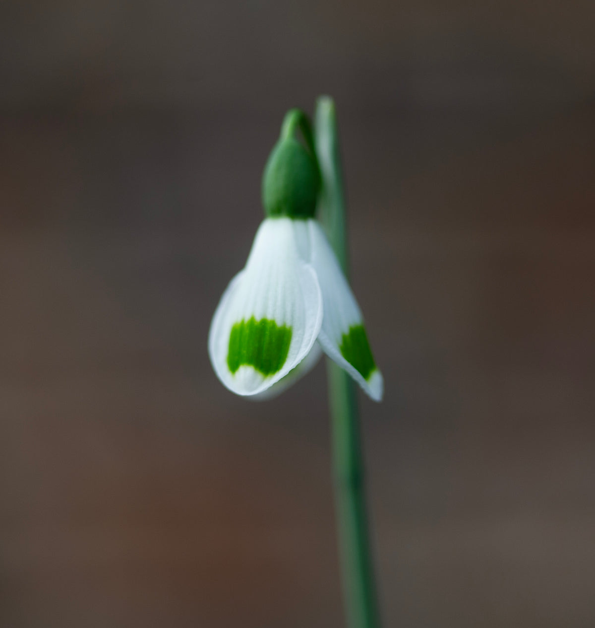 Galanthus 'Turncoat' snowdrop – photo 4