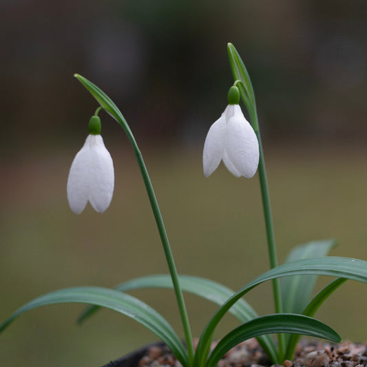 Galanthus plicatus 'Vera Trum' snowdrop flower