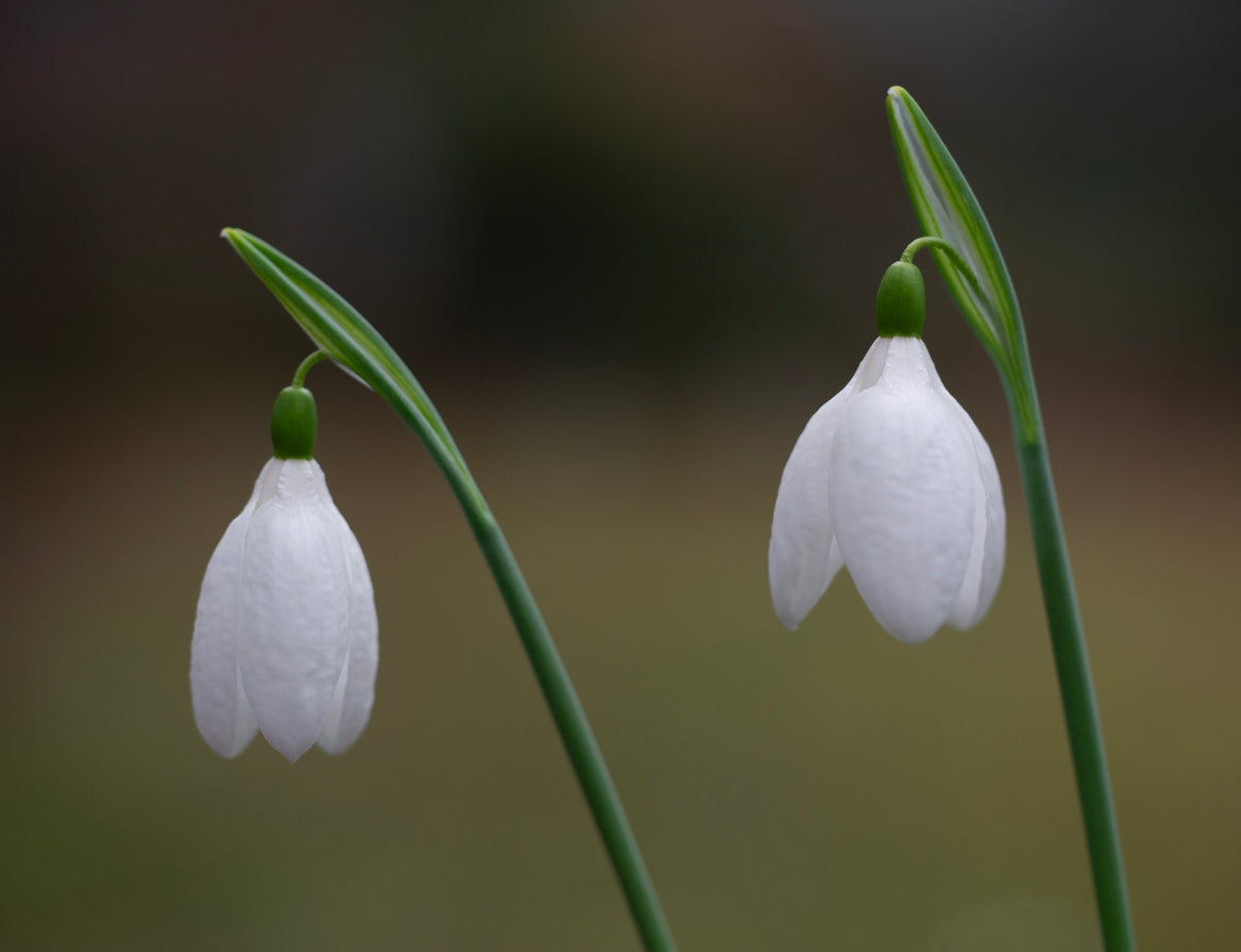 Galanthus plicatus 'Vera Trum' snowdrop – photo 2