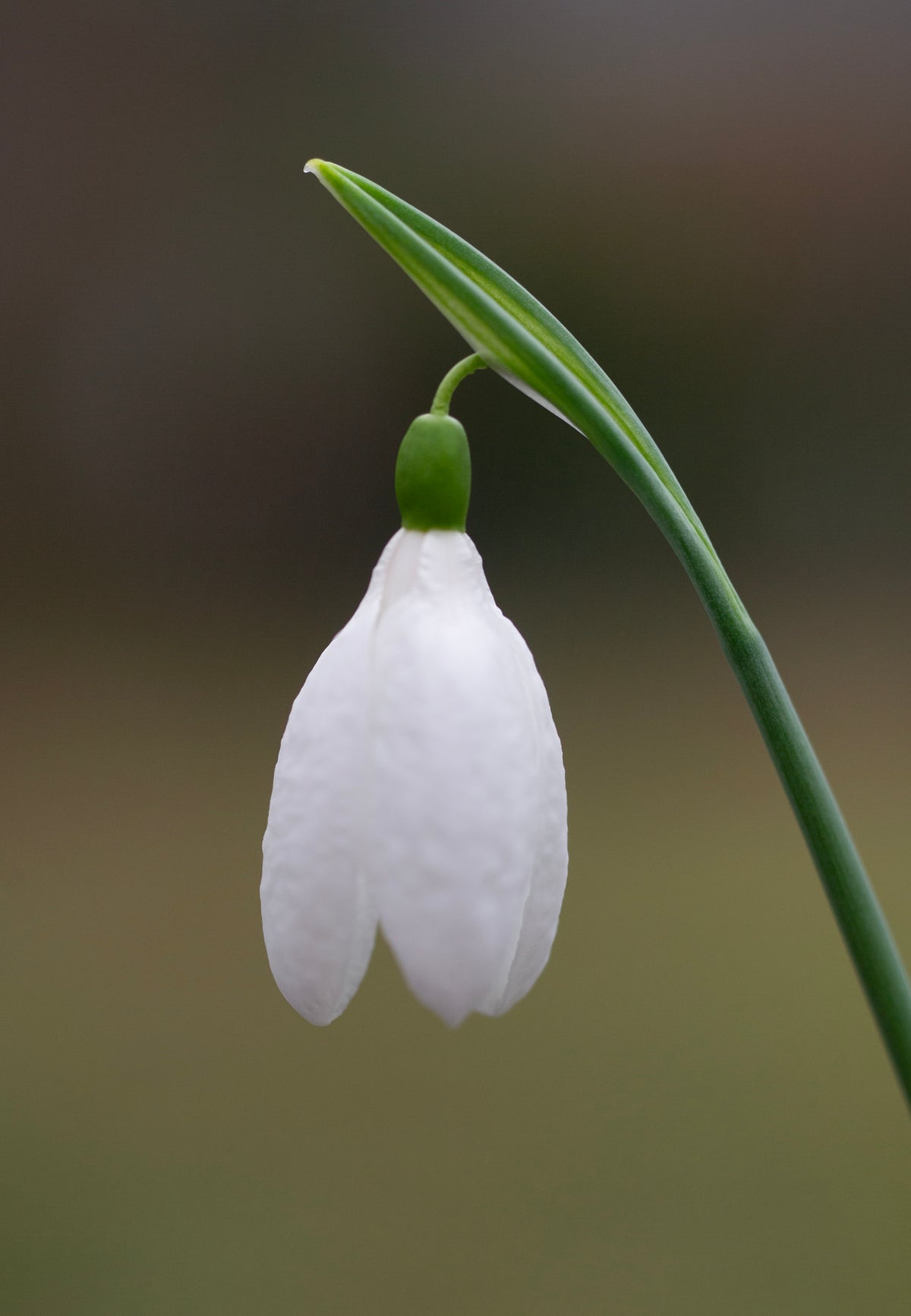 Galanthus plicatus 'Vera Trum' snowdrop – photo 3