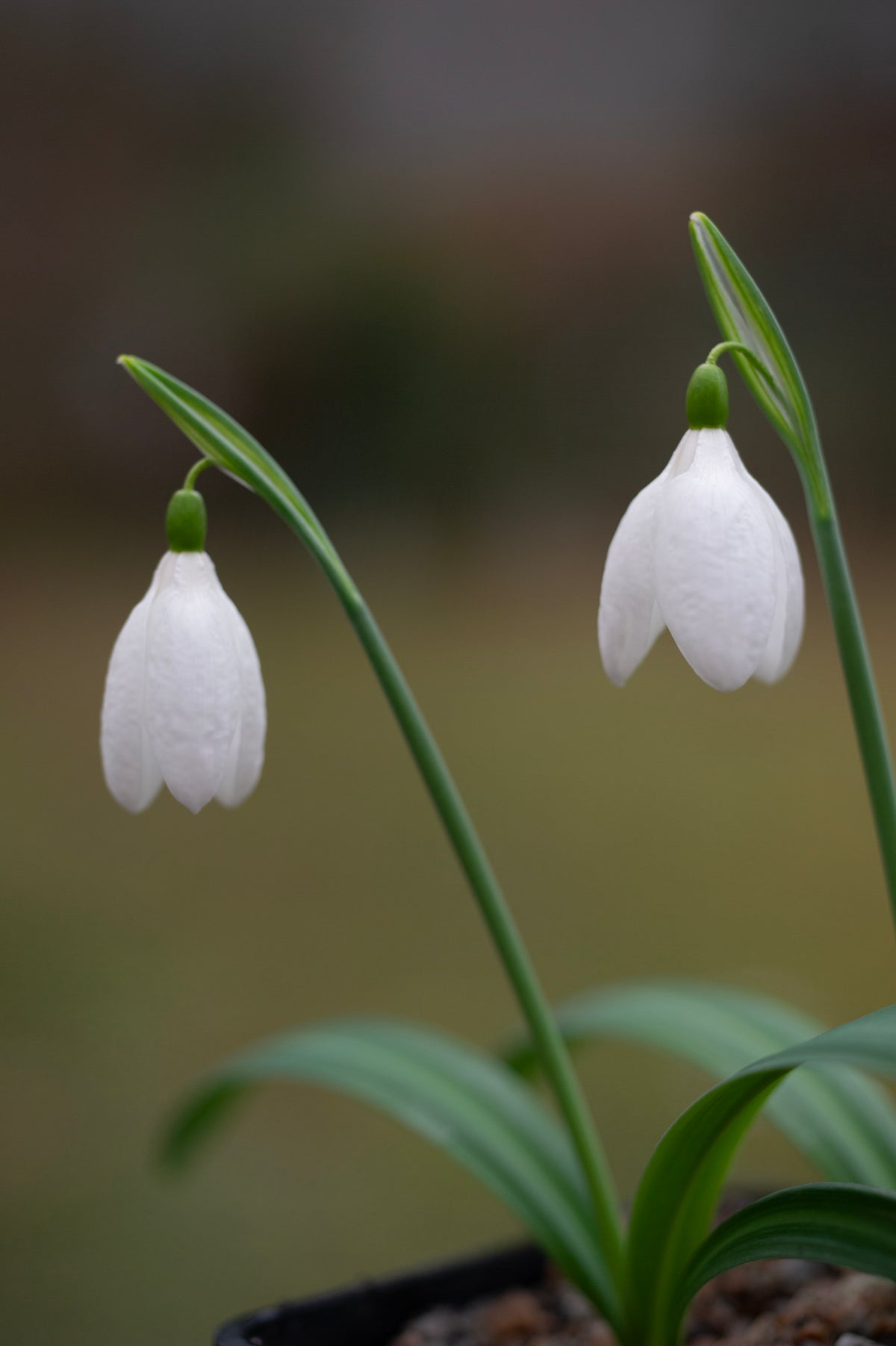 Galanthus plicatus 'Vera Trum' snowdrop – photo 4