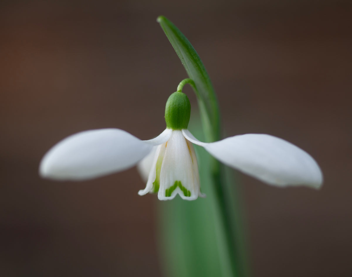 Galanthus plicatus 'Vera Trum' snowdrop – photo 5