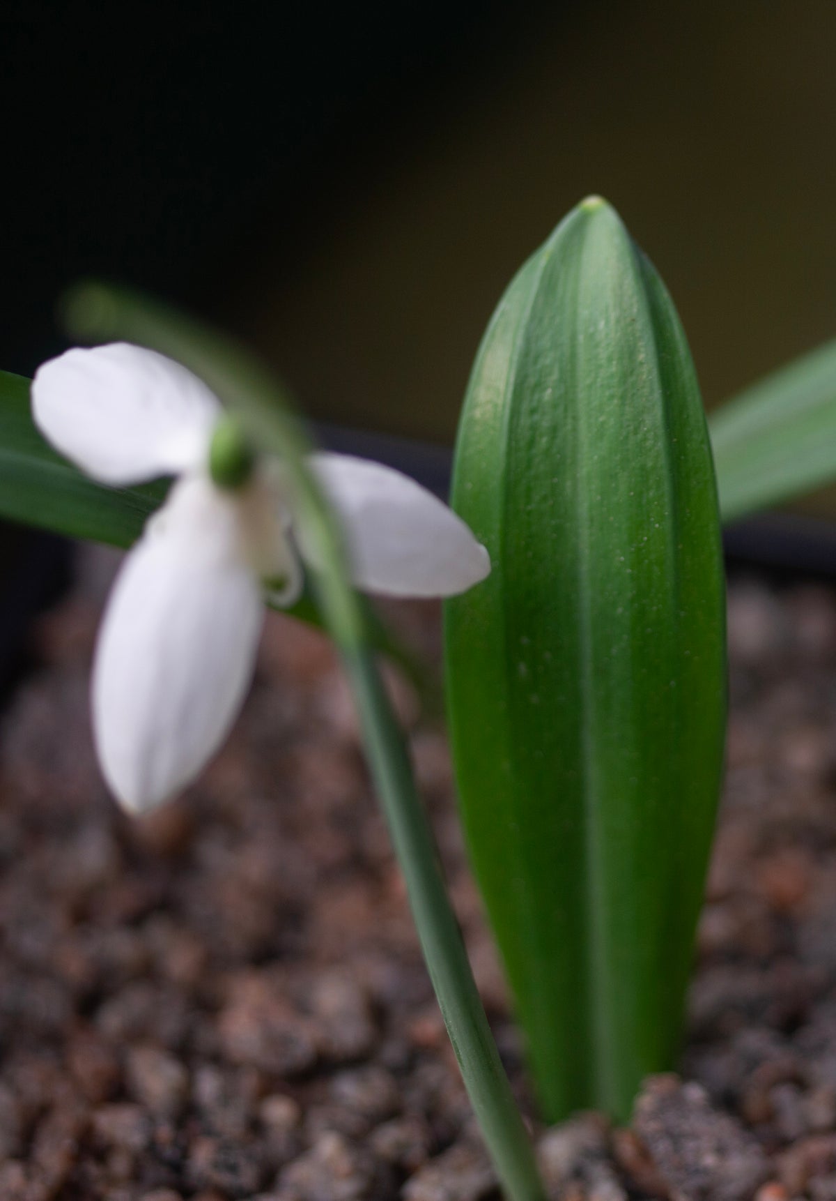 Galanthus plicatus 'Vera Trum' snowdrop – photo 6