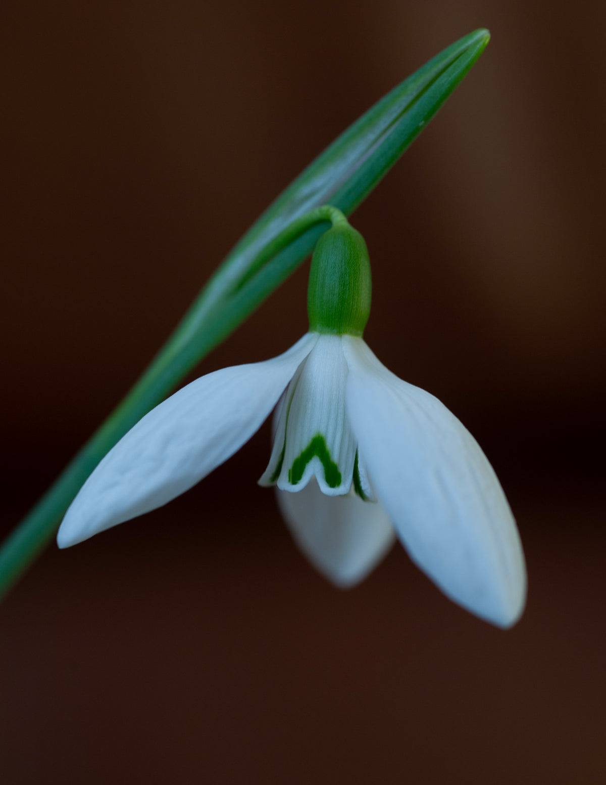 Galanthus plicatus 'Vera Trum' snowdrop – photo 7