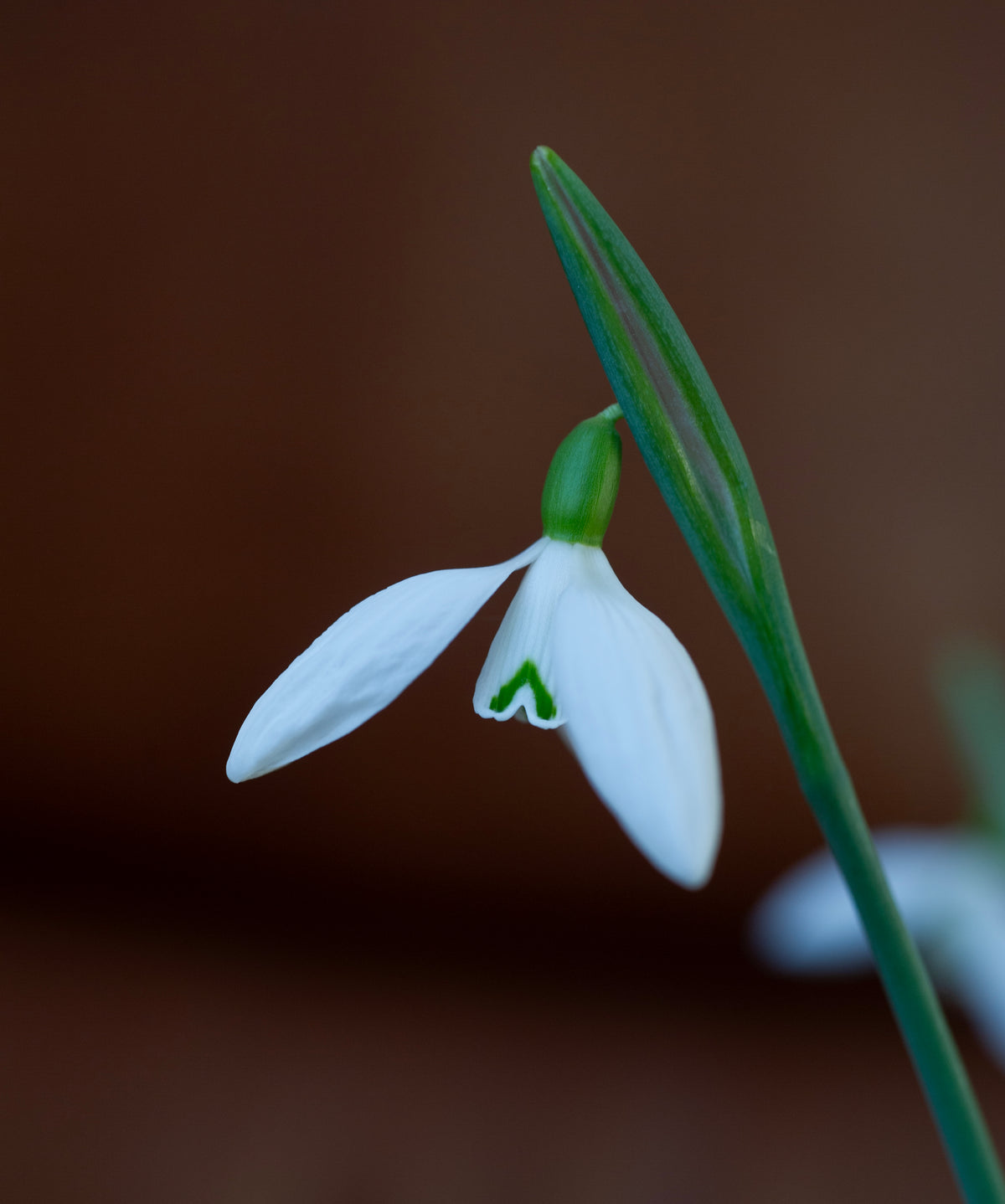 Galanthus plicatus 'Vera Trum' snowdrop – photo 8