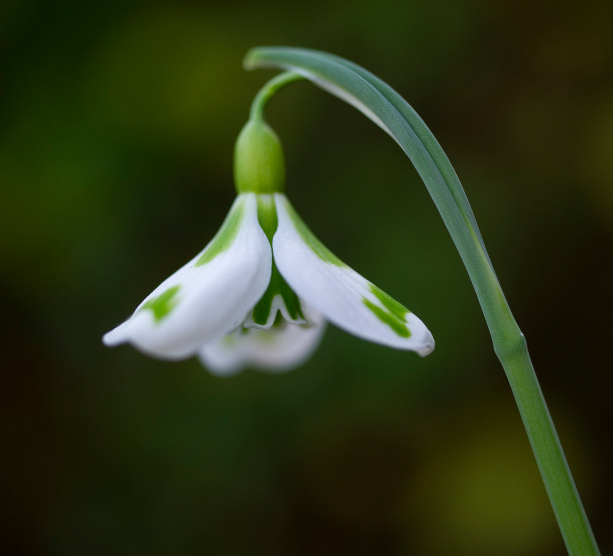 Galanthus 'Veronica Cross' snowdrop – photo 4