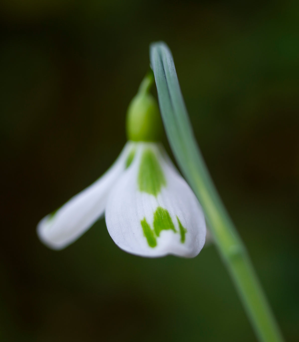 Galanthus 'Veronica Cross' snowdrop – photo 5