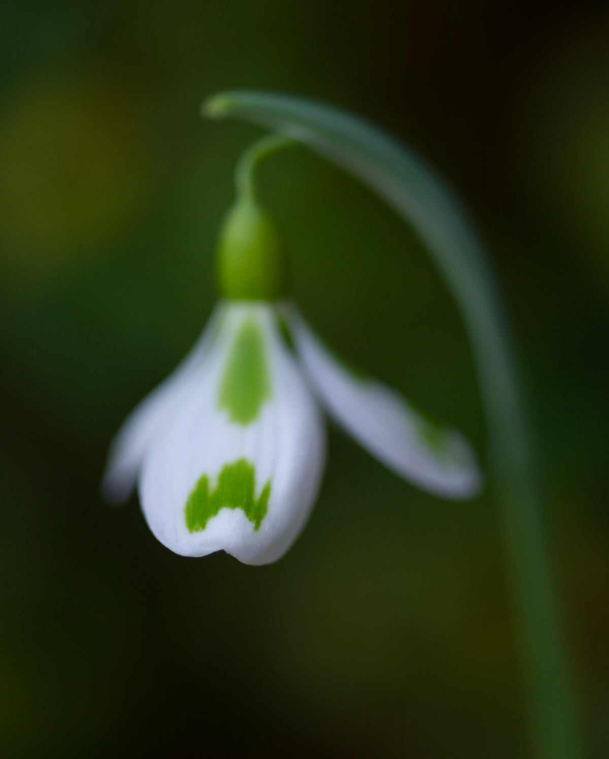 Galanthus 'Veronica Cross' snowdrop – photo 6