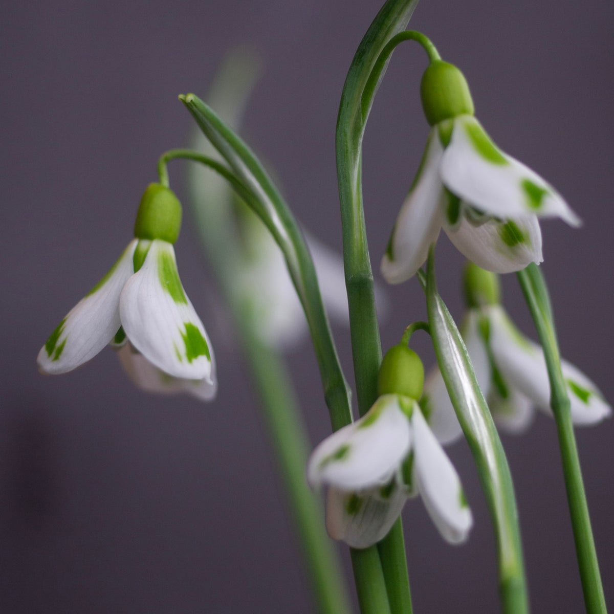 Galanthus 'Veronica Cross' snowdrop flower