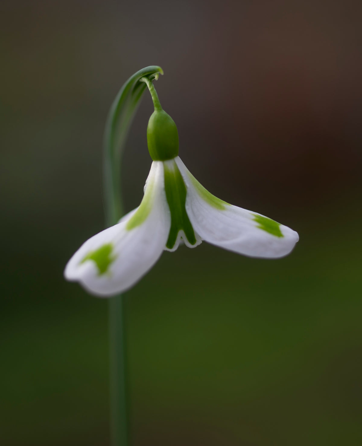 Galanthus 'Veronica Cross' snowdrop – photo 2