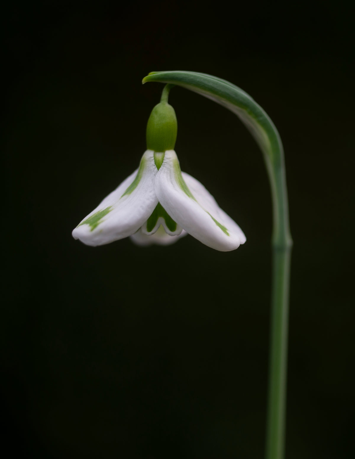 Galanthus 'Veronica Cross' snowdrop – photo 3