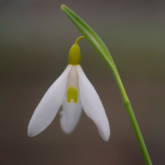 Galanthus plicatus 'Wandlebury Ring' snowdrop flower