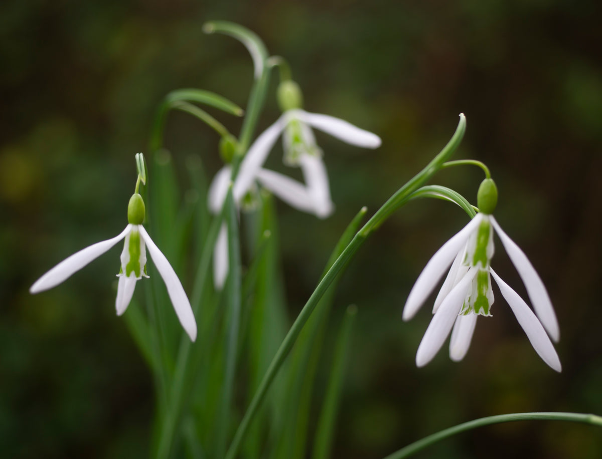 Galanthus 'Wasp' snowdrop – photo 3