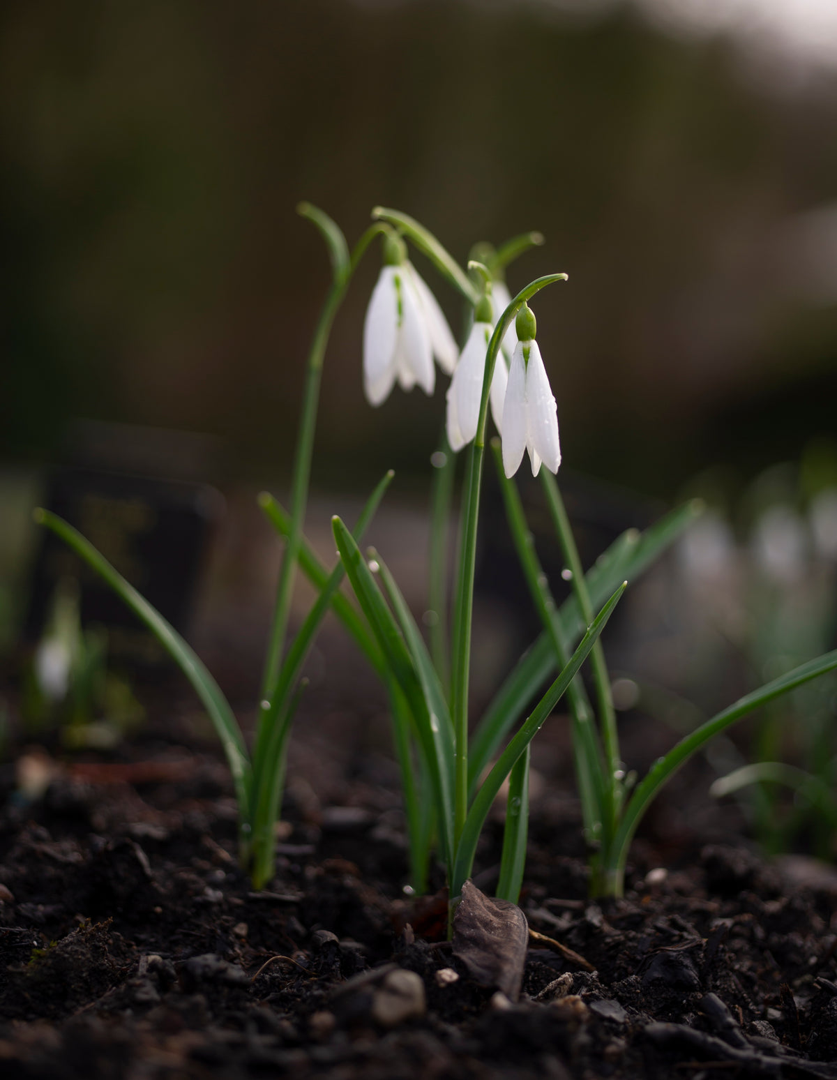 Galanthus 'Wasp' snowdrop – photo 4