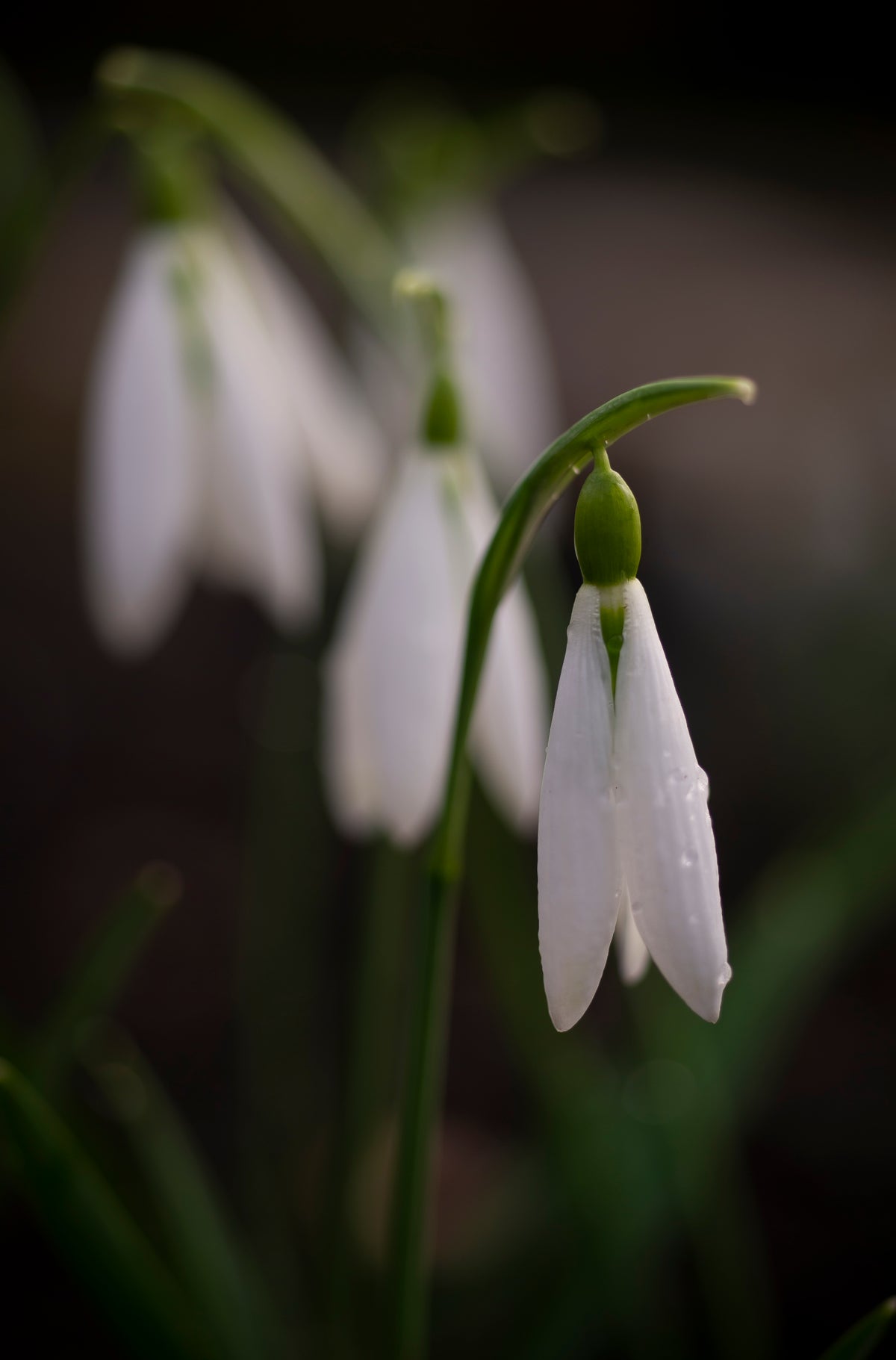 Galanthus 'Wasp' snowdrop – photo 5