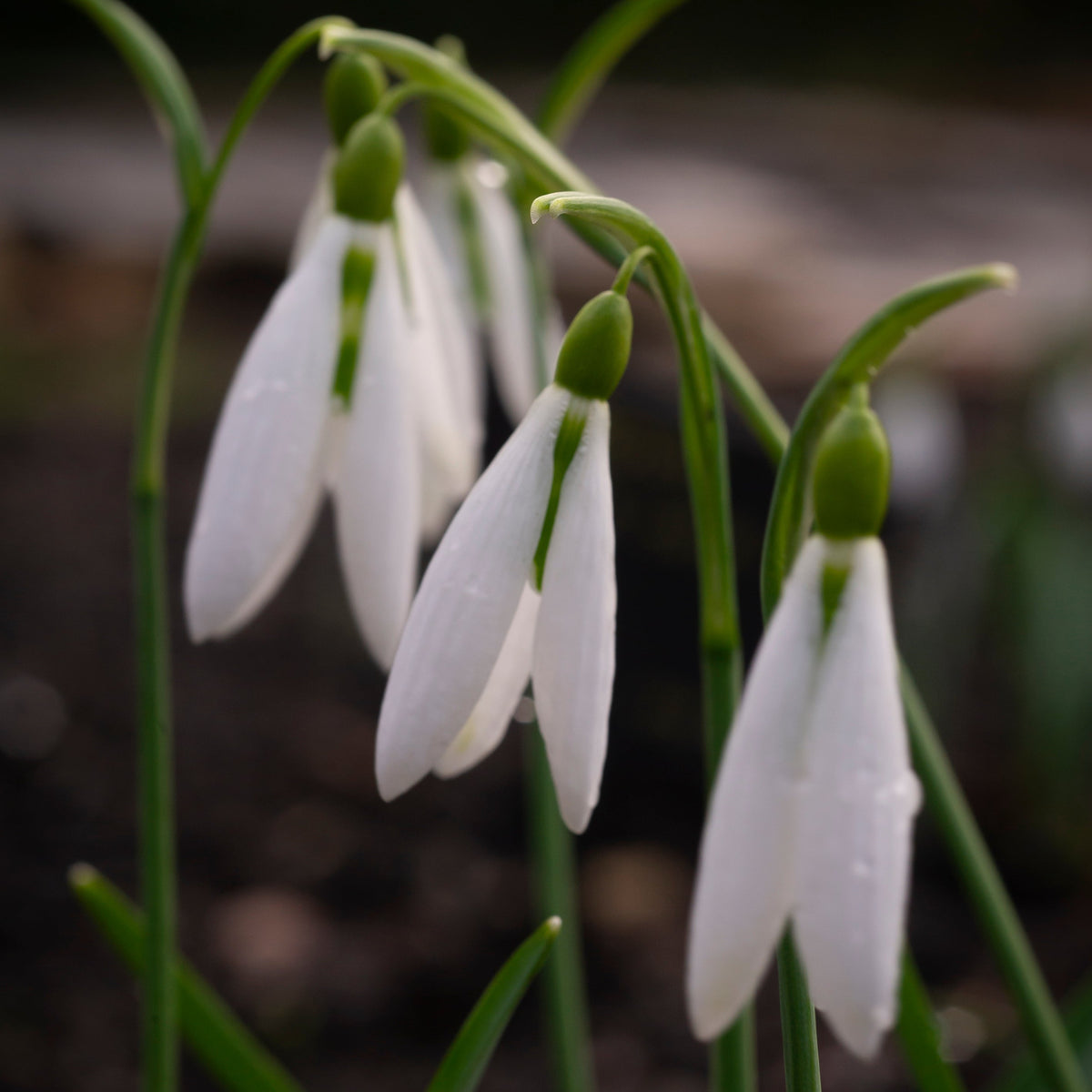 Galanthus 'Wasp' snowdrop flower