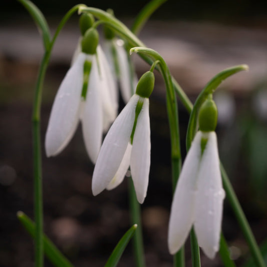 Galanthus 'Wasp' snowdrop flower